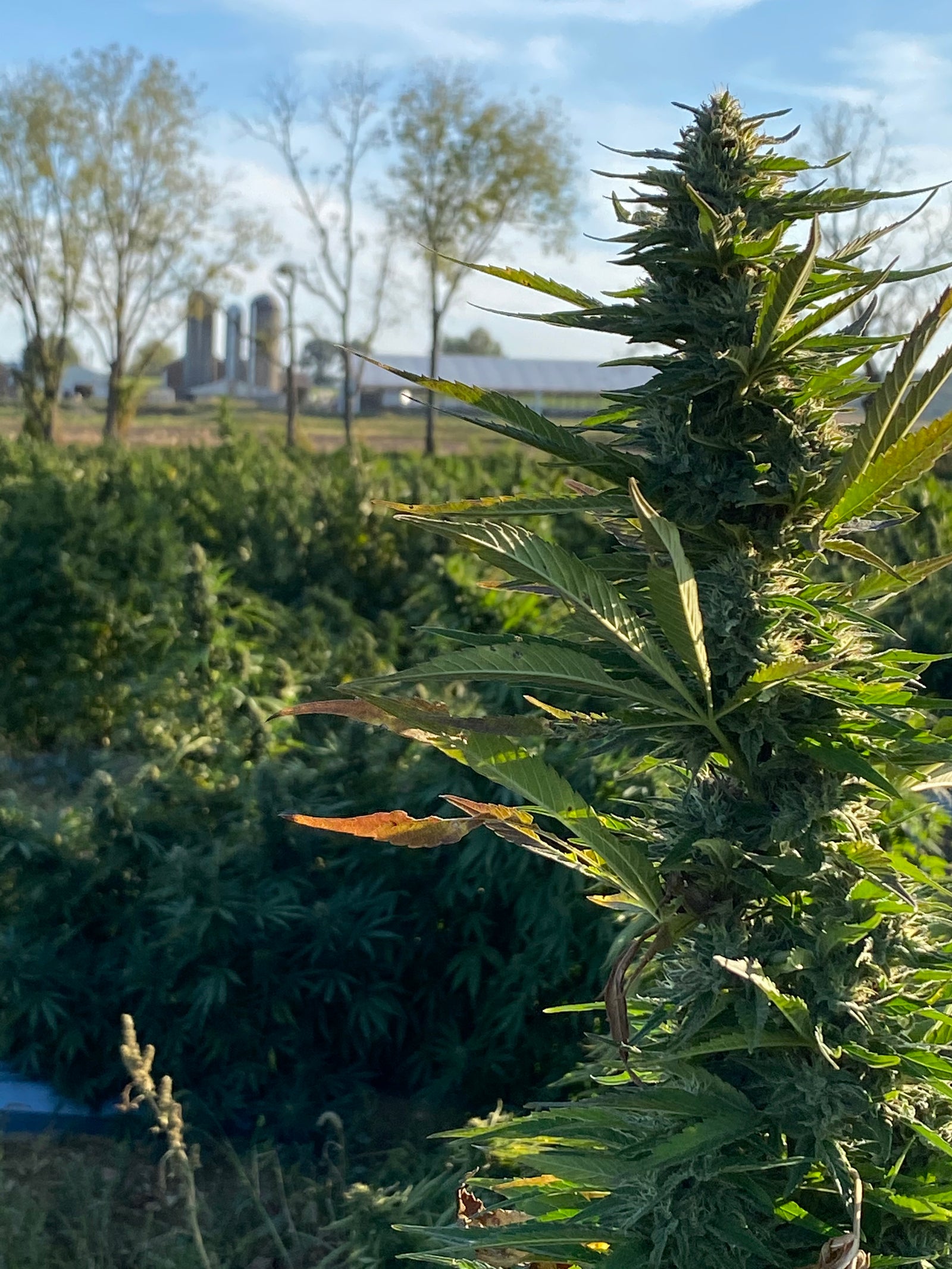 Hemp 101: 3 Common Terpenes Found in Hemp and Their Effects