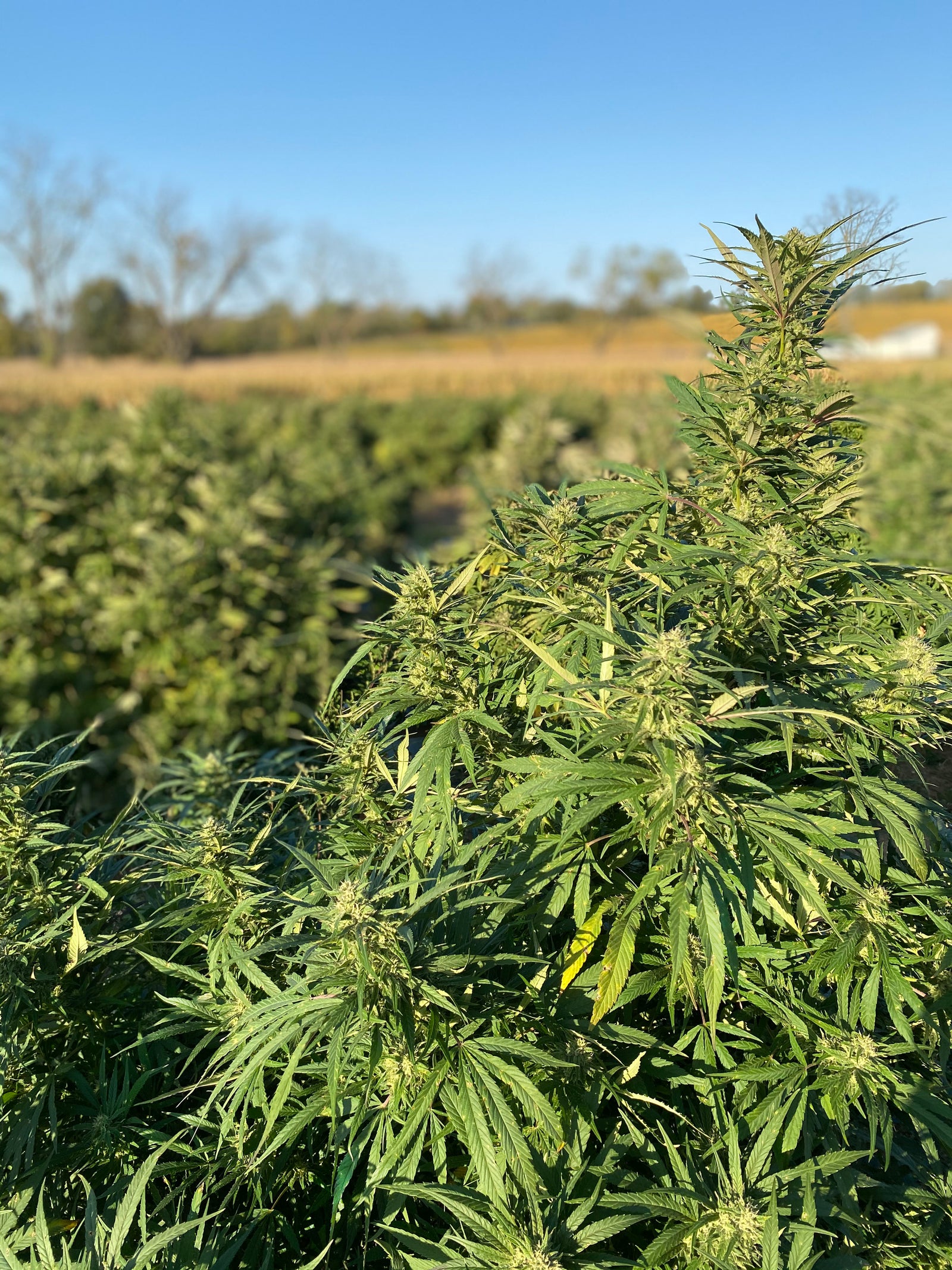 Hemp Field CBD Plant in Reading Pennsylvania Hemp Biomass Farming