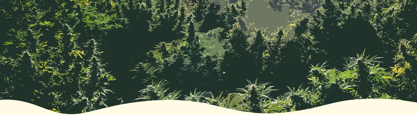 Hemp Field Reading Pennsylvania Hemp New Spectrum Labs Hemp Extraction Co2 Natural Product formulator Local Hemp farming CBD oil Full Spectrum Hemp Oil Extract  