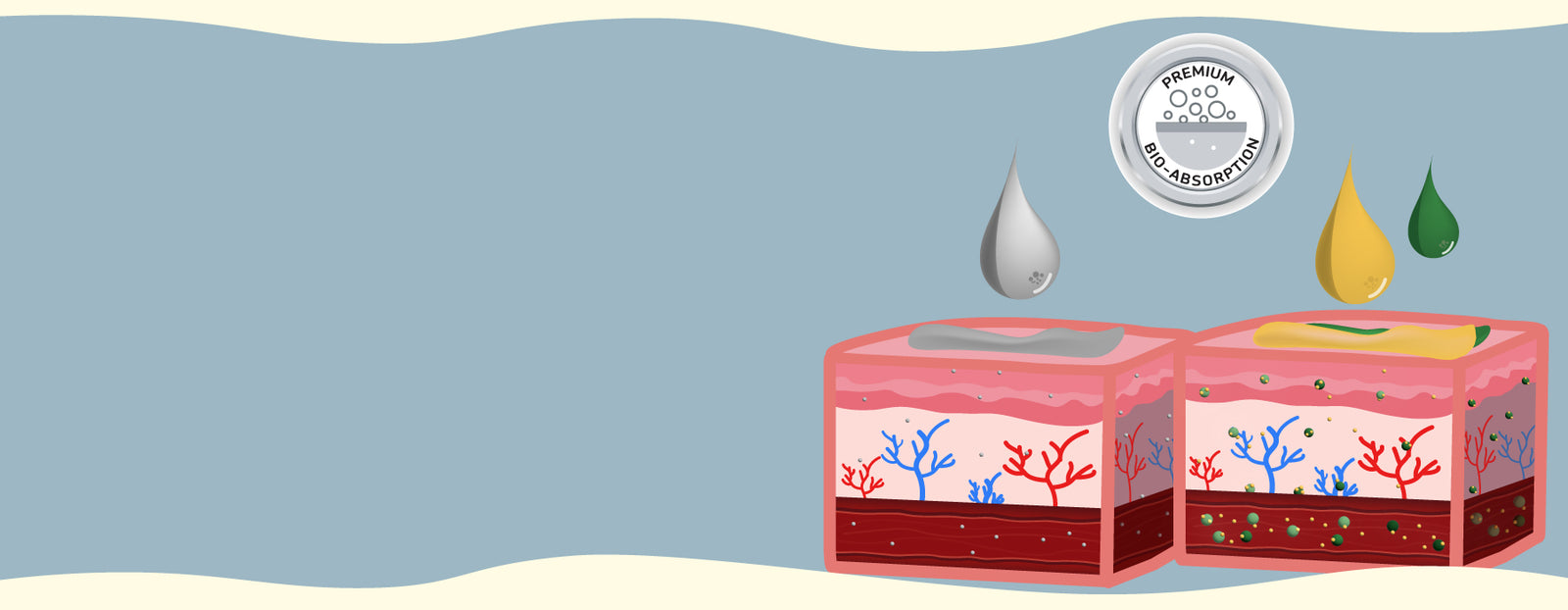 New Spectrum Labs Enhanced Bio Absorption BioFulmate penetrating cells to deliver cannabinoids phytonutrients nutrients vitamins and antioxidants 300% 3x more absorption CBD    